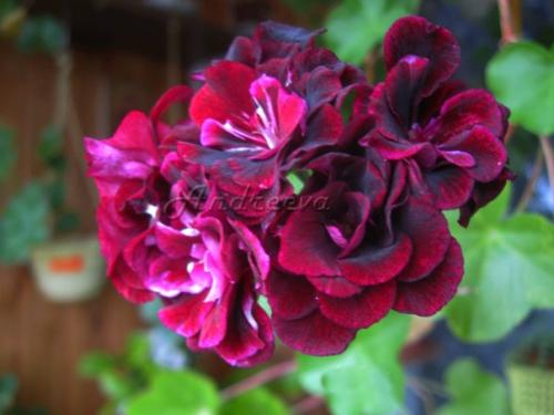 Виды пеларгоний. Пеларгония (герань) относится к семейству гераниевых. 01