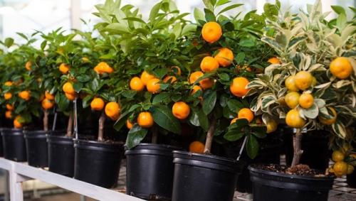 Мандариновое карликовое дерево: изысканное украшение вашего дома. 03