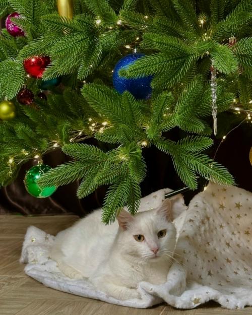 Предновогодние две недели - это время, когда привычный ритм жизни немного замедляется.  