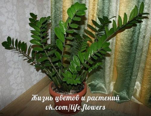 Топ - 10?  Неприхотливых комнатных растений. 05