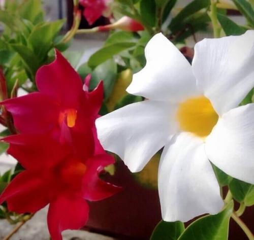 Знакомьтесь - это.  Знакомство@Fanflowers. 07