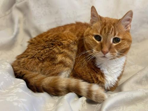 Первый новый год без моего любимого кота рыжули. 02 Первый новый год без моего любимого кота рыжули. 02