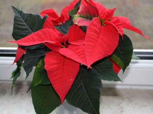 Пуансетия дома.  Уход за Живым Приобретением. 04