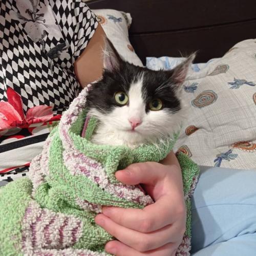 В новый год новый кот. 02