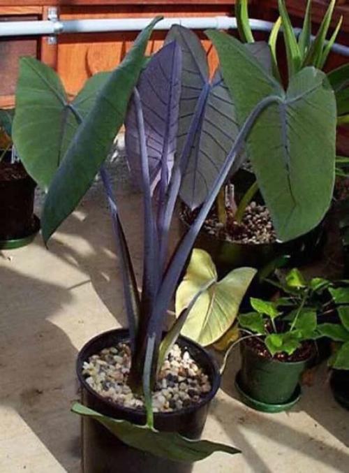 Ксантозома: правила выращивания и размножения. 04