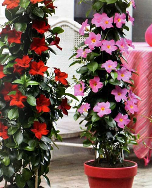 Знакомьтесь - это.  Знакомство@Fanflowers. 04