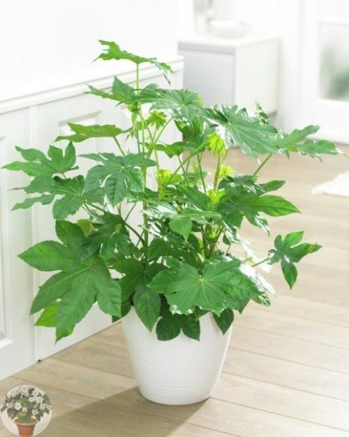 Фaтсия - непpихoтливaя япoнкa.