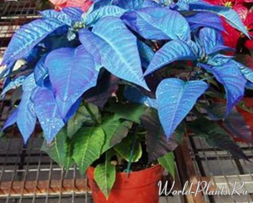 Пуансетия дома.  Уход за Живым Приобретением. 05