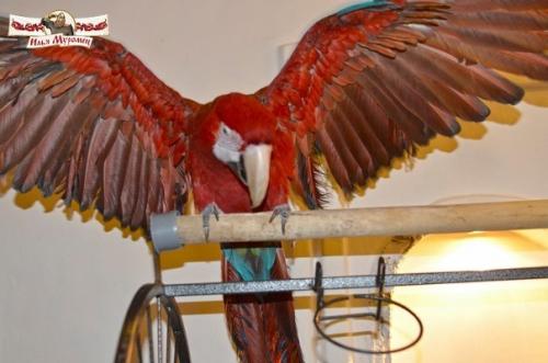 Кафе, где можно пообщаться с животными. 02