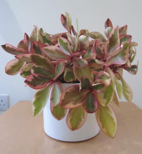 Пеперомия - круглолистная и многоликая кроха? 09