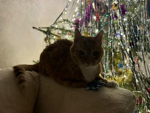 Первый новый год без моего любимого кота рыжули. 04 Первый новый год без моего любимого кота рыжули. 04