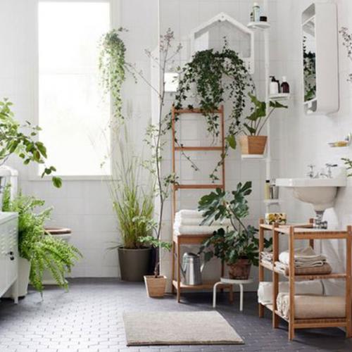 Комнатные растения которые комфортно будут себя чувствовать даже в ванной! 01