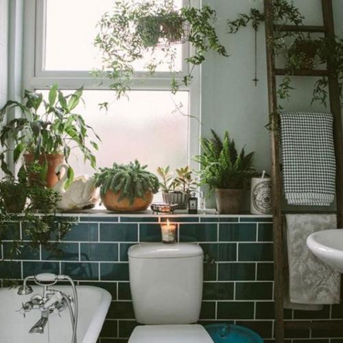 Комнатные растения которые комфортно будут себя чувствовать даже в ванной! 03