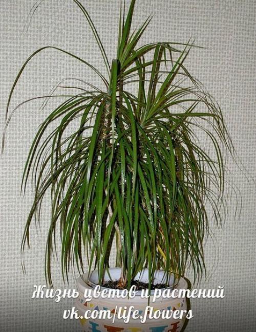 Топ - 10?  Неприхотливых комнатных растений. 09