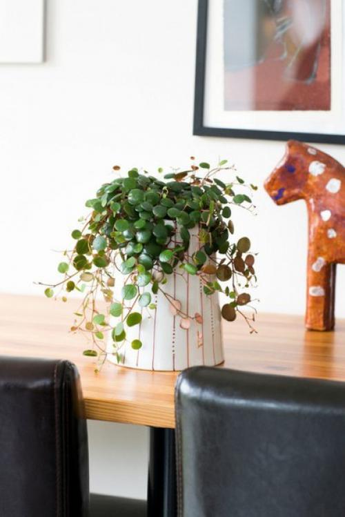 Пеперомия - круглолистная и многоликая кроха? 07