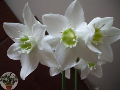 Эухарис - амазонская лилия. 04