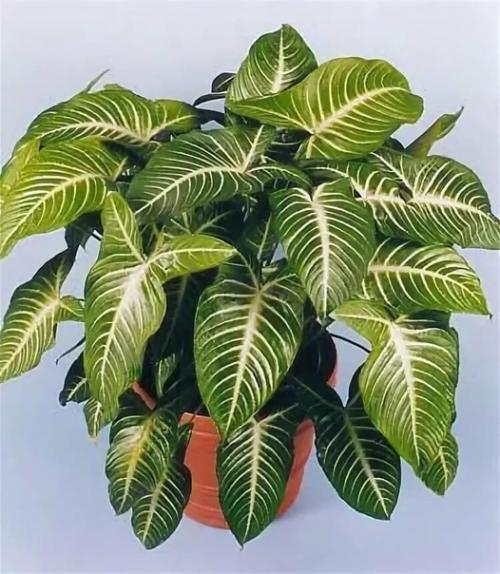 Ксантозома: правила выращивания и размножения. 03