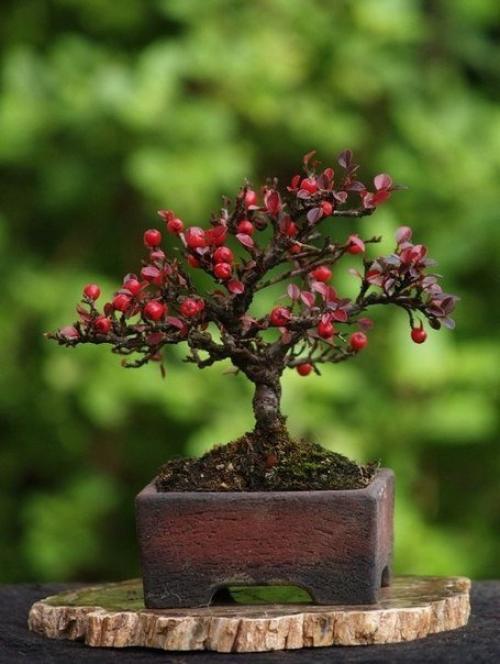 Бонсай.  В Европе бонсай появился в начале прошлого века, где почти сразу стал любимым и популярным, несмотря на свое восточное происхождение. 05