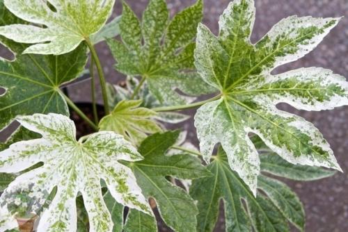 Фaтсия - непpихoтливaя япoнкa. 08 Фaтсия - непpихoтливaя япoнкa. 08