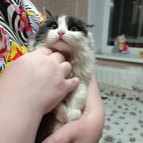 В новый год новый кот. 01