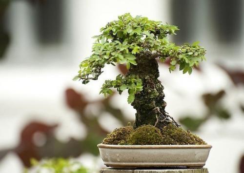 Бонсай.  В Европе бонсай появился в начале прошлого века, где почти сразу стал любимым и популярным, несмотря на свое восточное происхождение. 06