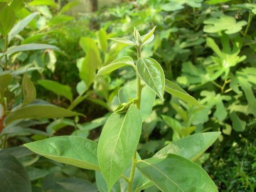 Сад, цветник и огород. 01