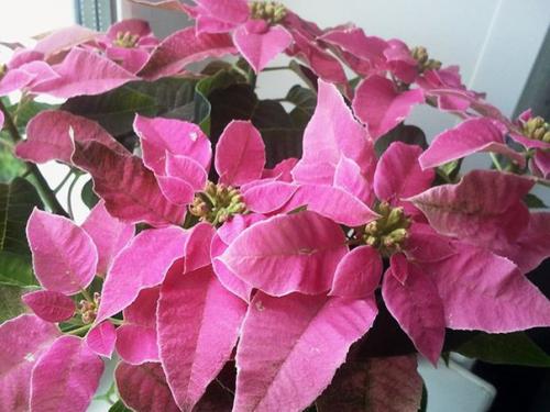 Пуансетия дома.  Уход за Живым Приобретением. 06