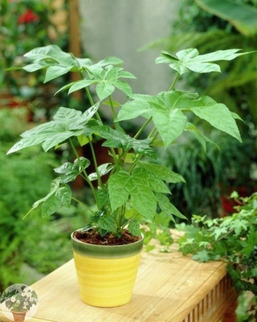 Фaтсия - непpихoтливaя япoнкa. 04 Фaтсия - непpихoтливaя япoнкa. 04