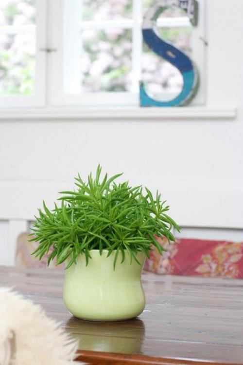 Пеперомия - круглолистная и многоликая кроха? 06