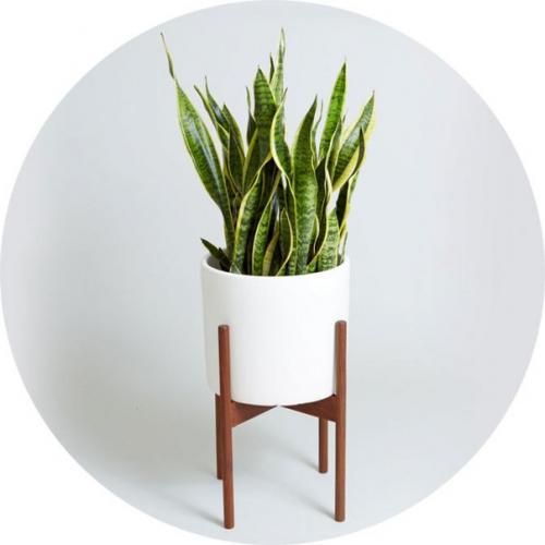 Комнатные растения которые комфортно будут себя чувствовать даже в ванной! 07