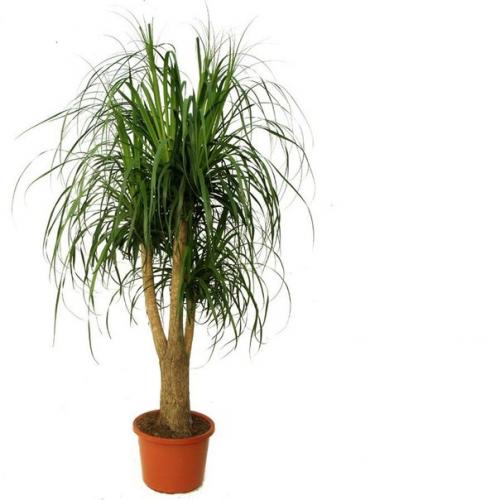 ? 5. Растений, которые могут избавить нас от сухого воздуха в доме? 02