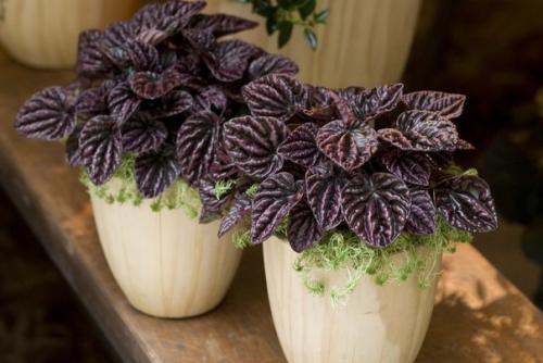 Пеперомия - круглолистная и многоликая кроха? 01