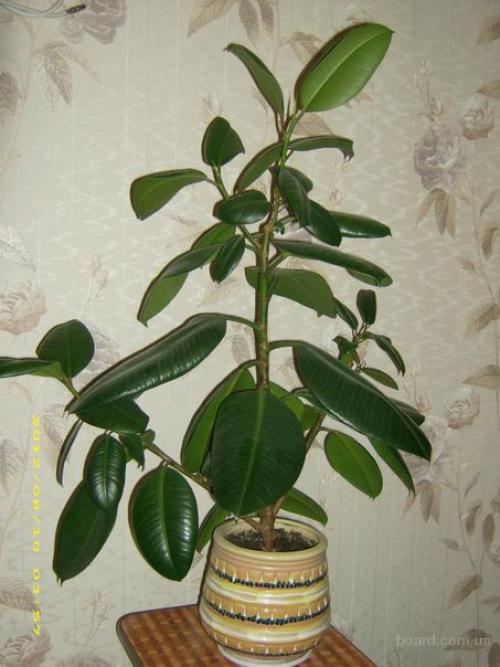 Топ - 10?  Неприхотливых комнатных растений. 03