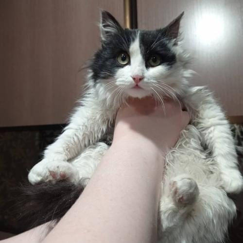 В новый год новый кот. 03