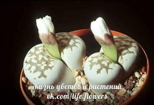 Топ - 10?  Неприхотливых комнатных растений. 02