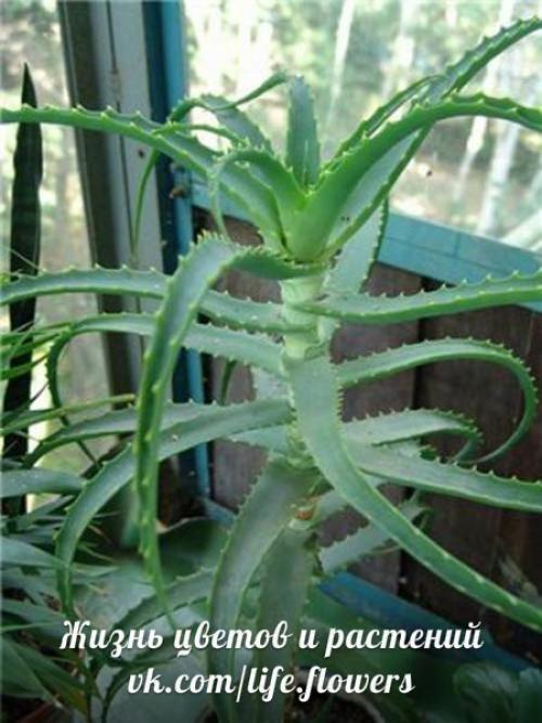 Топ - 10?  Неприхотливых комнатных растений. 06