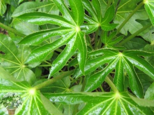 Фaтсия - непpихoтливaя япoнкa. 07 Фaтсия - непpихoтливaя япoнкa. 07