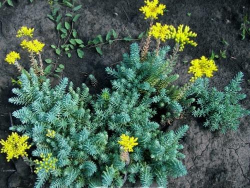 Таким образом, если хочется голубую ель, а места нет - сажайте очиток Блю спрус! 03 Таким образом, если хочется голубую ель, а места нет - сажайте очиток Блю спрус! 03