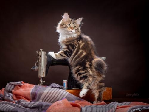 Швейную машину продам! 03