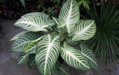 Ксантозома: правила выращивания и размножения. 02