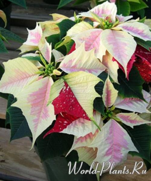 Пуансетия дома.  Уход за Живым Приобретением. 02