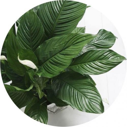 Комнатные растения которые комфортно будут себя чувствовать даже в ванной! 06