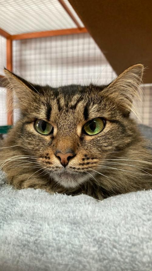 Дикушу забирали дважды. 01 Дикушу забирали дважды. 01