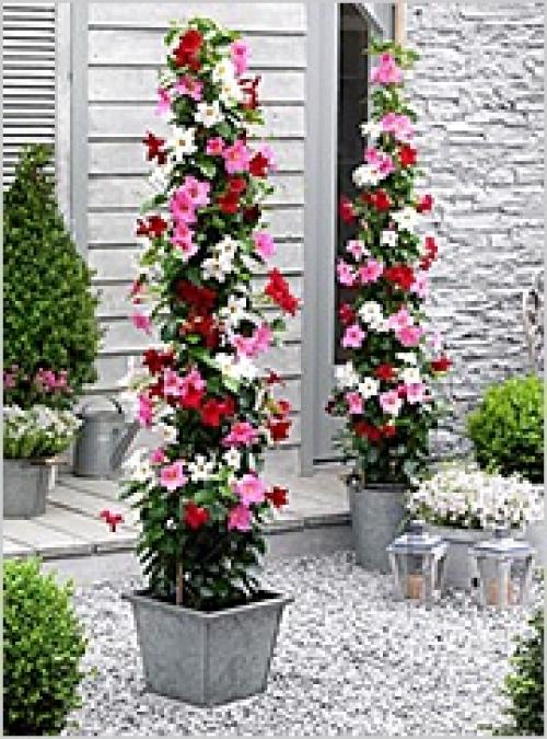 Знакомьтесь - это.  Знакомство@Fanflowers. 05