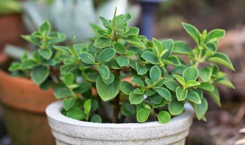 Пеперомия - круглолистная и многоликая кроха? 08