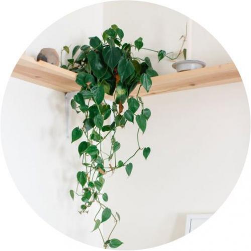 Комнатные растения которые комфортно будут себя чувствовать даже в ванной! 08