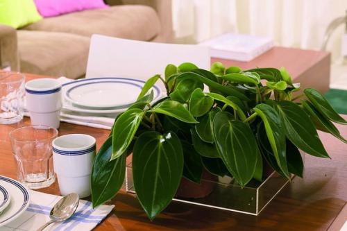 Пеперомия - круглолистная и многоликая кроха? 05