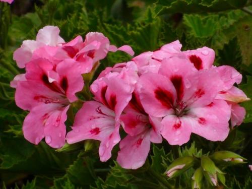 Виды пеларгоний. Пеларгония (герань) относится к семейству гераниевых. 05