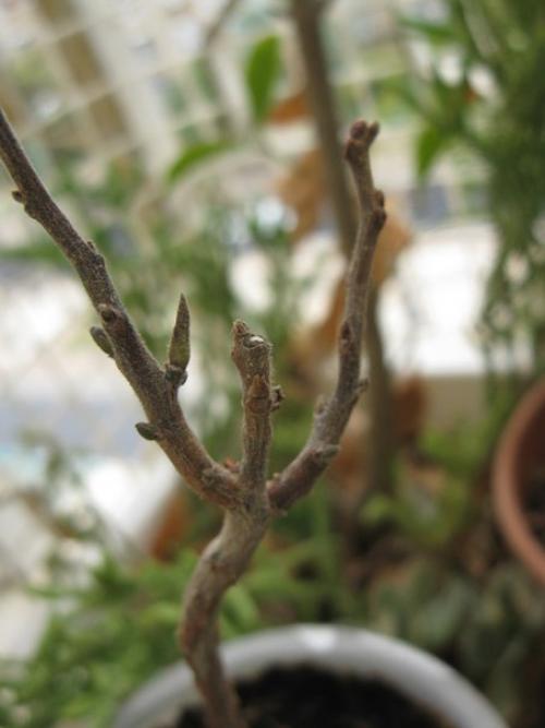 Сад, цветник и огород. 02