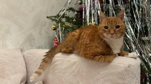 Первый новый год без моего любимого кота рыжули.  